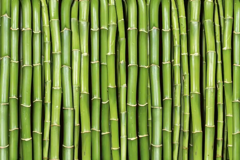FotoTAPETA na flizelinie MS-5-0165 BAMBOO Dostępne od ręki