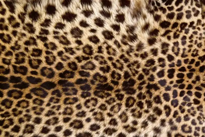 FotoTAPETA na flizelinie MS-5-0184 LEOPARD SKIN Tylko dziś