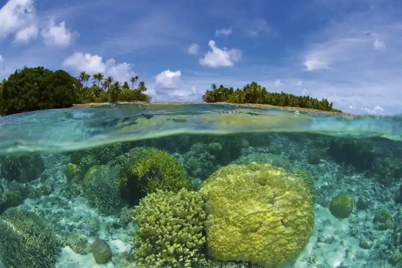 FotoTAPETA na flizelinie MS-5-0200 CORAL REEF Bestseller