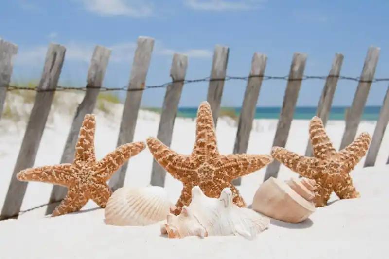 FotoTAPETA na flizelinie MS-5-0206 STARFISH Wybór klientów