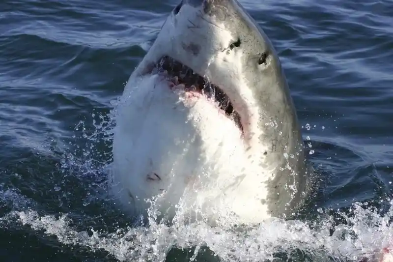 Super okazja FotoTAPETA na flizelinie MS-5-0217 SHARK