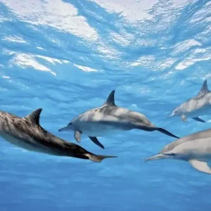 Wyjątkowa oferta FotoTAPETA na flizelinie MS-5-0218 DOLPHINS
