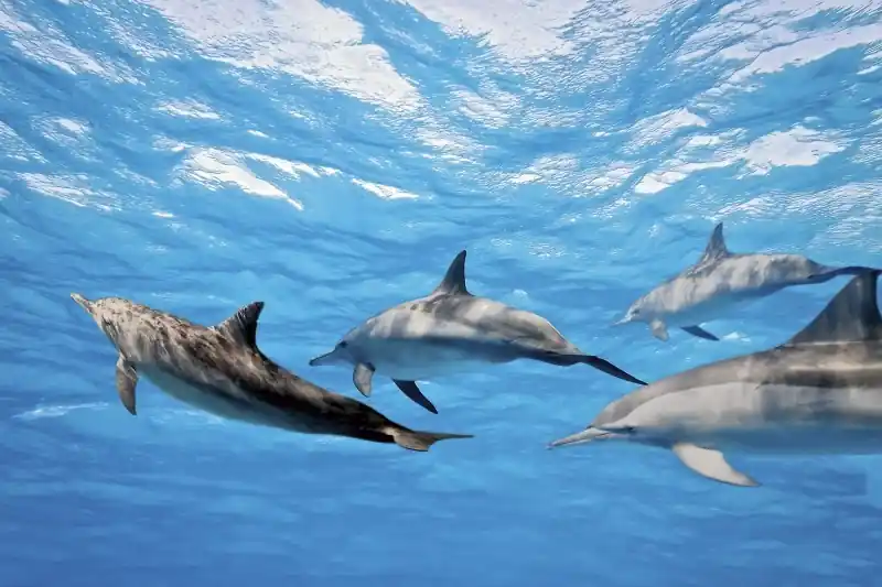 Wyjątkowa oferta FotoTAPETA na flizelinie MS-5-0218 DOLPHINS
