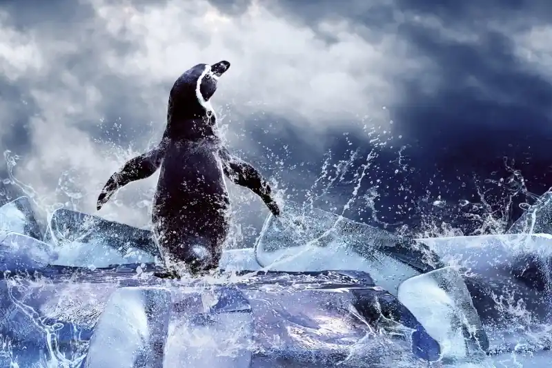 FotoTAPETA na flizelinie MS-5-0219 PENGUIN Oferta