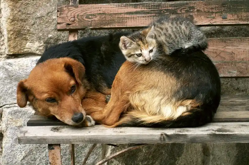 FotoTAPETA na flizelinie MS-5-0221 CAT AND DOG Hit sprzedaży