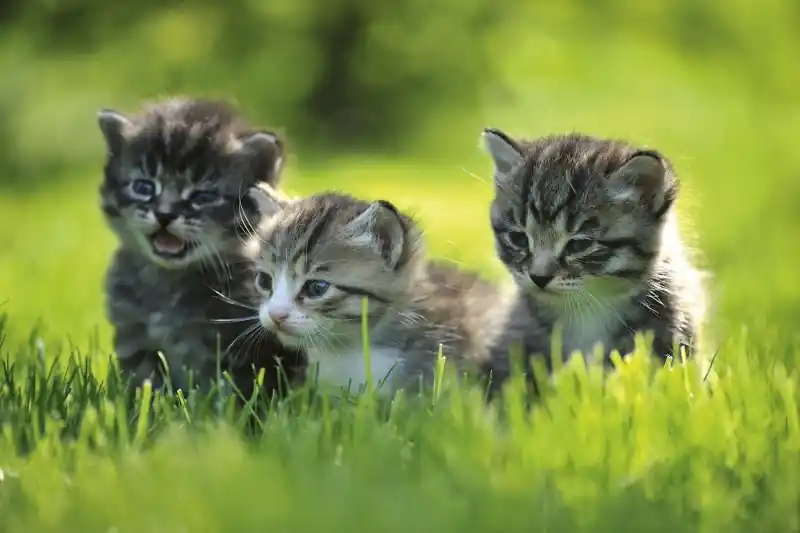 FotoTAPETA na flizelinie MS-5-0222 KITTENS Darmowy zwrot
