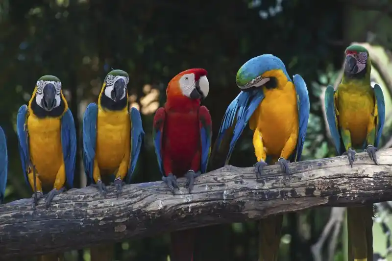 FotoTAPETA na flizelinie MS-5-0223 COLOURFUL MACAW Ostatnie sztuki