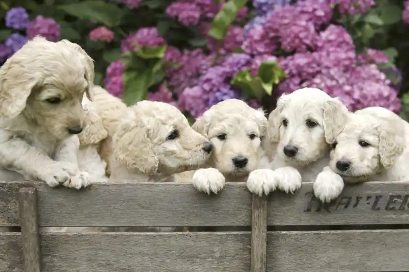 Tylko do końca tygodnia FotoTAPETA na flizelinie MS-5-0224 LABRADOR PUPPIES