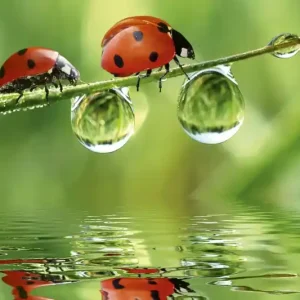 Bestseller FotoTAPETA na flizelinie MS-5-0226 LADYBIRD