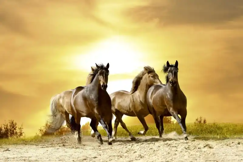 FotoTAPETA na flizelinie MS-5-0227 HORSES IN SUNSET Rabat