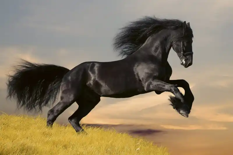 Ograniczona ilość FotoTAPETA na flizelinie MS-5-0228 HORSE