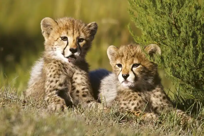 Promocja FotoTAPETA na flizelinie MS-5-0229 CHEETAH