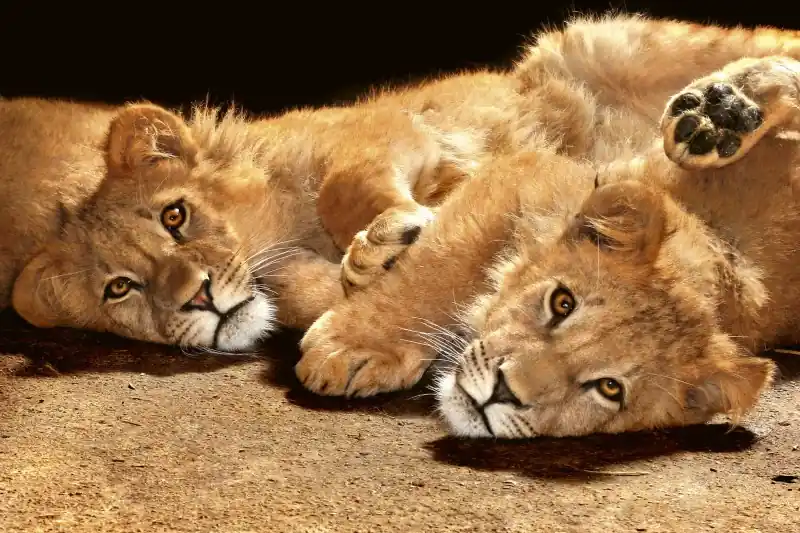 FotoTAPETA na flizelinie MS-5-0232 YOUNG LIONS Cena promocyjna