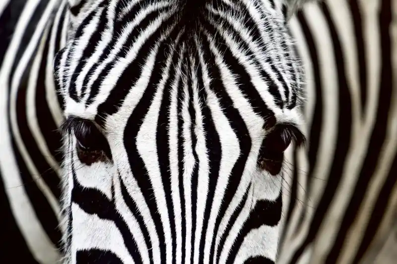 FotoTAPETA na flizelinie MS-5-0234 ZEBRA Bezpieczne zakupy