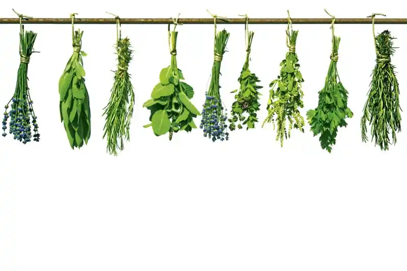 Tani FotoTAPETA na flizelinie MS-5-0240 HERBS