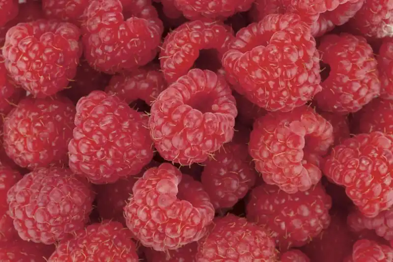 FotoTAPETA na flizelinie MS-5-0242 RASPBERRY Wybór klientów