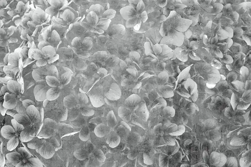 Fototapeta na Flizelinie MS-5-0356 Abstrakcyjne kwiaty jabłoni III. 375 x 250 cm Najlepsza cena