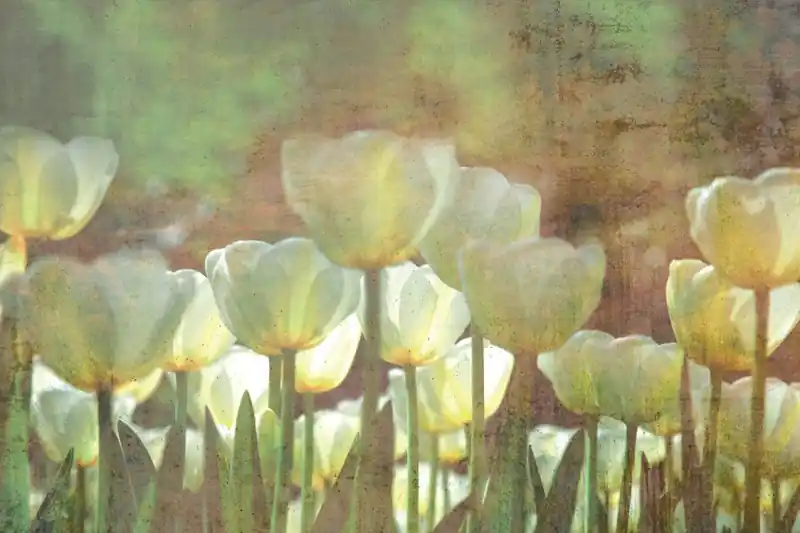 Łatwy zwrot Fototapeta na Flizelinie MS-5-0385 Abstrakcyjne białe tulipany 375 x 250 cm