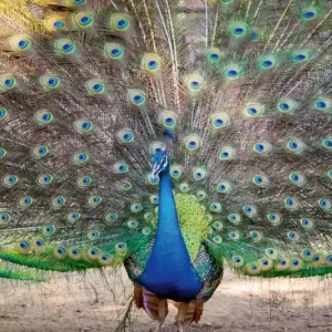 Dostępne od ręki Fototapeta na Flizelinie MS-5-0406 Peacock show 375 x 250 cm