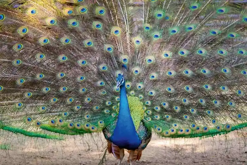 Dostępne od ręki Fototapeta na Flizelinie MS-5-0406 Peacock show 375 x 250 cm