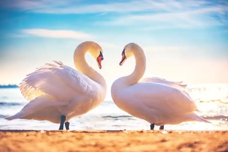 Kup teraz Fototapeta na Flizelinie MS-5-0414 Swan Love 375 x 250 cm