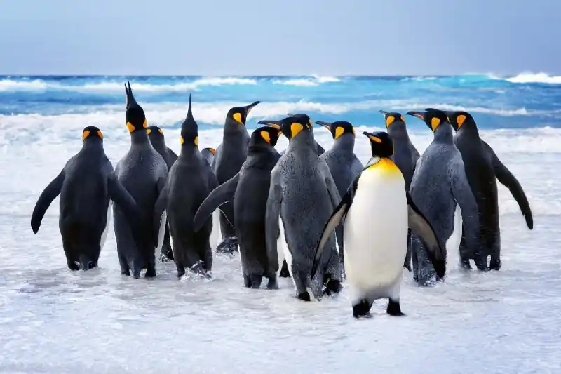 Fototapeta na Flizelinie MS-5-0416 King Penguin 375 x 250 cm Taniej