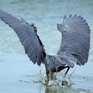 Darmowa dostawa Fototapeta na Flizelinie MS-5-0418 Red Heron 375 x 250 cm