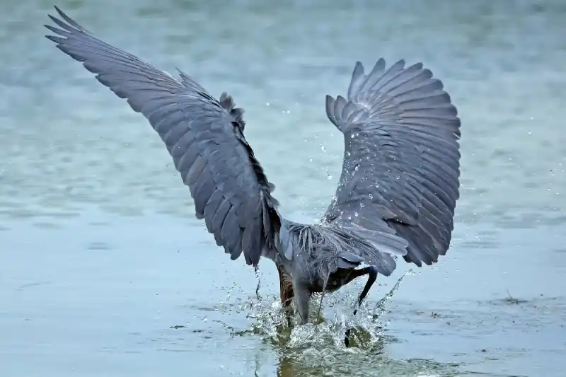 Darmowa dostawa Fototapeta na Flizelinie MS-5-0418 Red Heron 375 x 250 cm