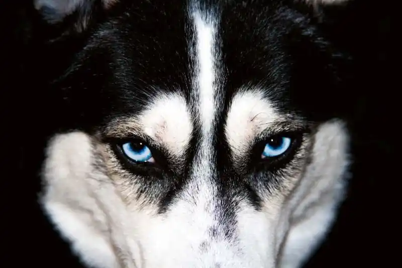 Fototapeta na Flizelinie MS-5-0426 Husky 375 x 250 cm Zamów dziś