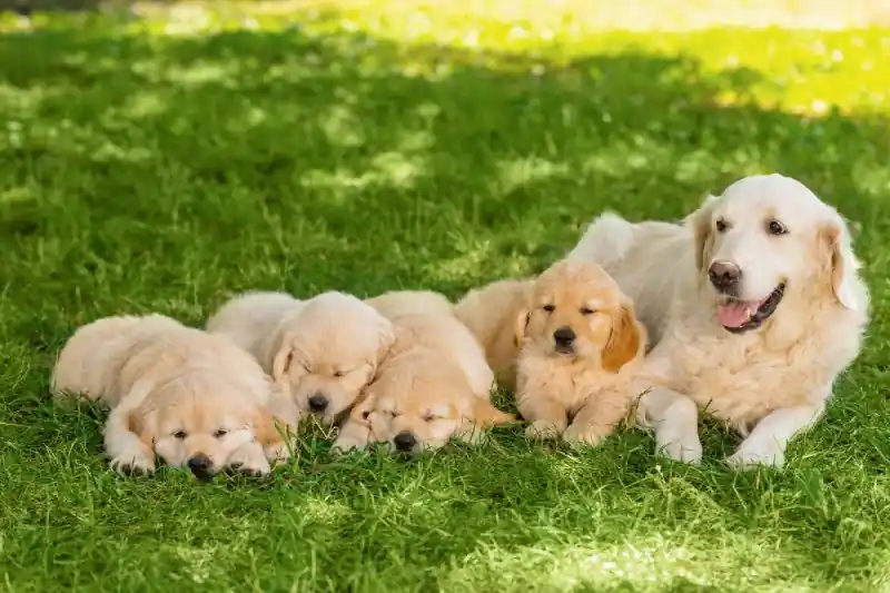 Fototapeta na Flizelinie MS-5-0428 Rodzina Golden Retriever 375 x 250 cm Bezpieczne zakupy