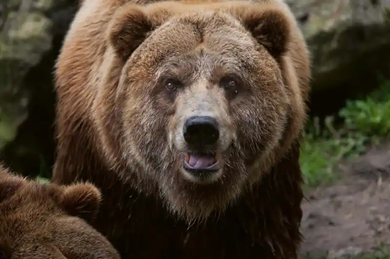 Fototapeta na Flizelinie MS-5-0430 Niedźwiedź Grizzly 375 x 250 cm Łatwy zwrot