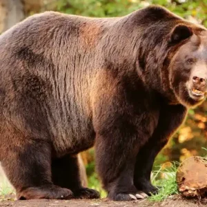 Wysoka jakość Fototapeta na Flizelinie MS-5-0432 Alaskan niedźwiedź brunatny 375 x 250 cm