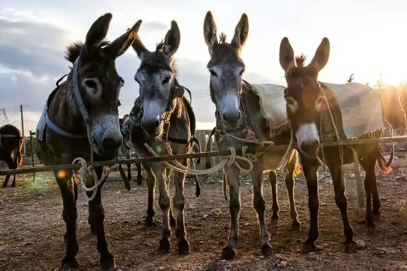 Oferta limitowana Fototapeta na Flizelinie MS-5-0444 Donkey farm 375 x 250 cm