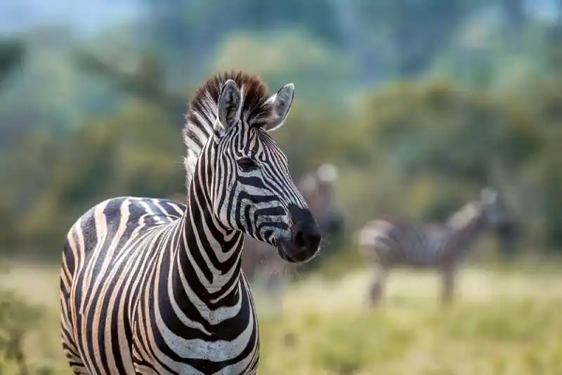 Niska cena Fototapeta na Flizelinie MS-5-0456 Zebra Stepowa 375 x 250 cm