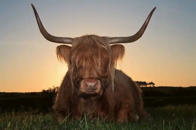Popularny Fototapeta na Flizelinie MS-5-0462 Scottish Highland Cattle 375 x 250 cm