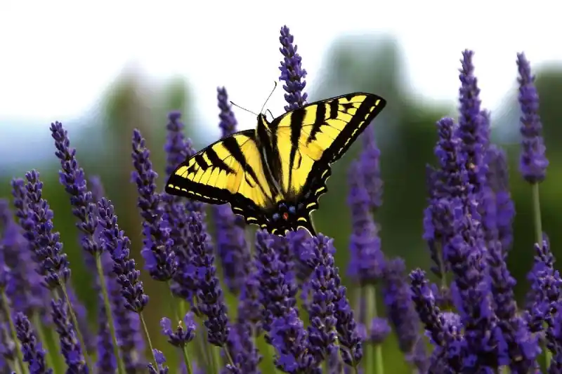 Fototapeta na Flizelinie MS-5-0463 Motyl na lawendzie 375 x 250 cm Premium