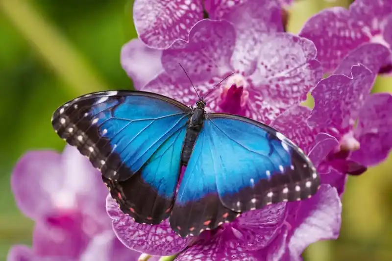 Fototapeta na Flizelinie MS-5-0465 Motyl niebieski 375 x 250 cm Szybka dostawa