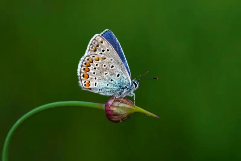 Fototapeta na Flizelinie MS-5-0466 Motyl na pąku kwiatowym 375 x 250 cm Super okazja