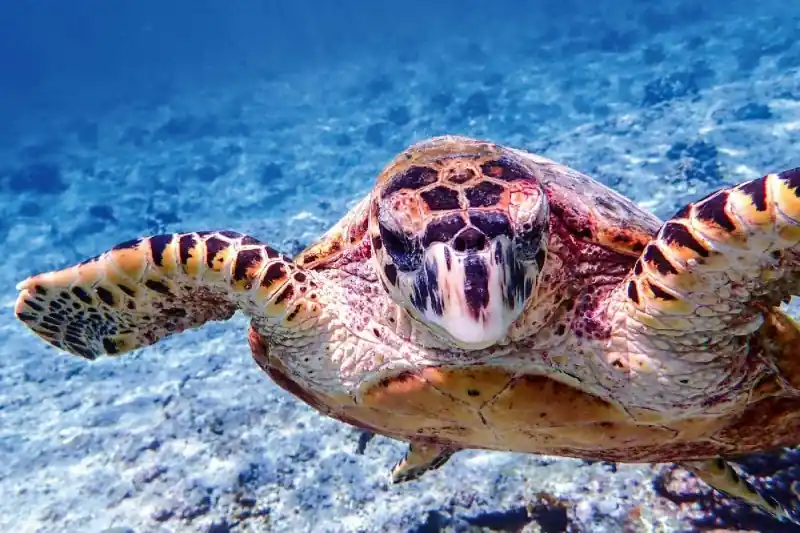 Fototapeta na Flizelinie MS-5-0527 Caretta prawa 375 x 250 cm Ostatnie sztuki