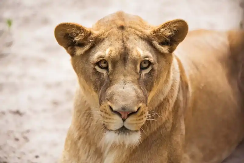 Popularny Fototapeta na Flizelinie MS-5-0559 Lioness 375 x 250 cm