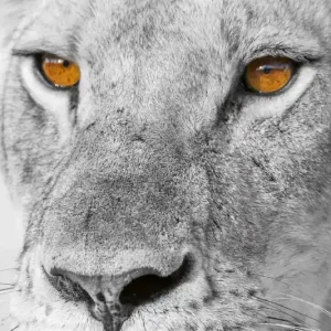 Darmowy zwrot Fototapeta na Flizelinie MS-5-0567 Feline 375 x 250 cm