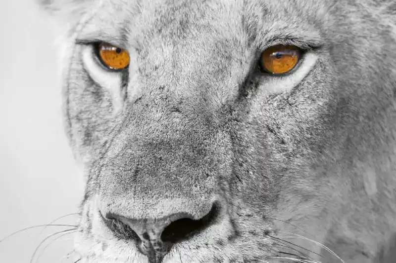 Darmowy zwrot Fototapeta na Flizelinie MS-5-0567 Feline 375 x 250 cm
