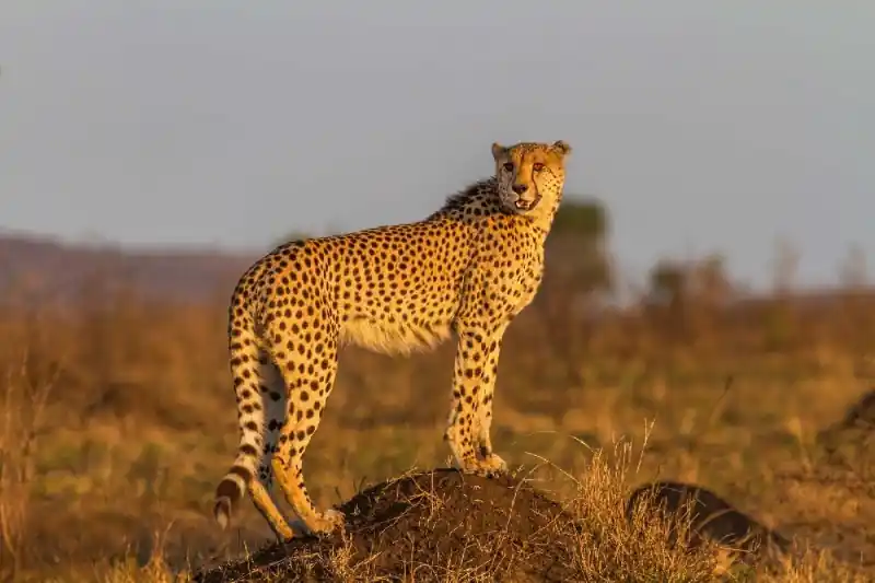 Fototapeta na Flizelinie MS-5-0573 Gepard stojący 375 x 250 cm Cena promocyjna