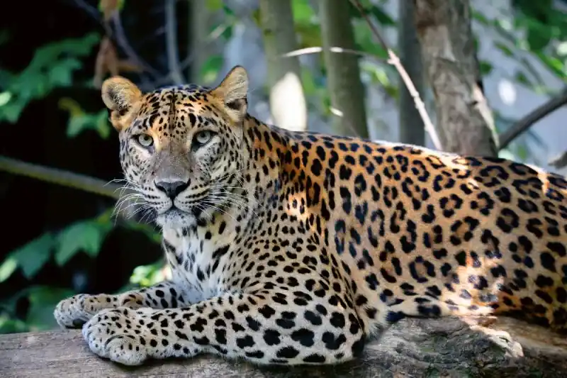 Fototapeta na Flizelinie MS-5-0575 Ceylon leopard 375 x 250 cm Sprawdź teraz
