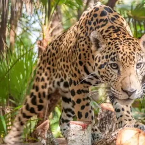 Zniżka Fototapeta na Flizelinie MS-5-0581 Jaguar w dżungli 375 x 250 cm