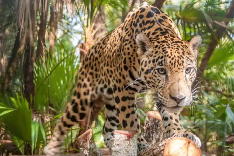 Zniżka Fototapeta na Flizelinie MS-5-0581 Jaguar w dżungli 375 x 250 cm