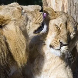 Bezpieczne zakupy Fototapeta na Flizelinie MS-5-0585 Lion's love 375 x 250 cm