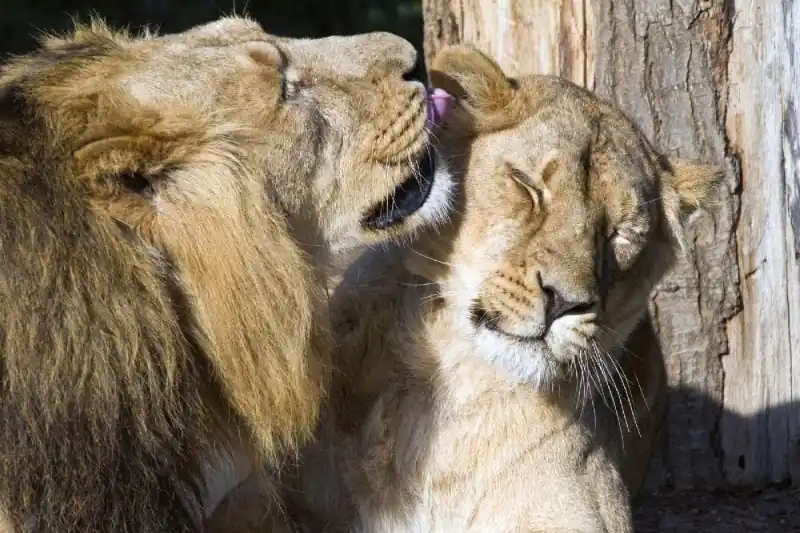 Bezpieczne zakupy Fototapeta na Flizelinie MS-5-0585 Lion's love 375 x 250 cm