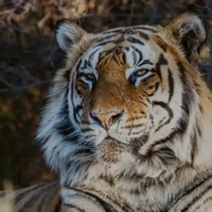 Ekspresowa dostawa Fototapeta na Flizelinie MS-5-0597 Majestic tiger 375 x 250 cm