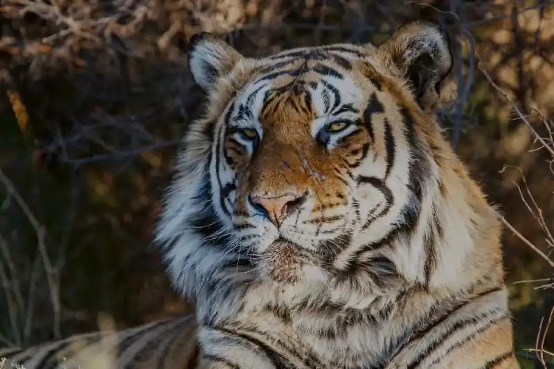 Ekspresowa dostawa Fototapeta na Flizelinie MS-5-0597 Majestic tiger 375 x 250 cm